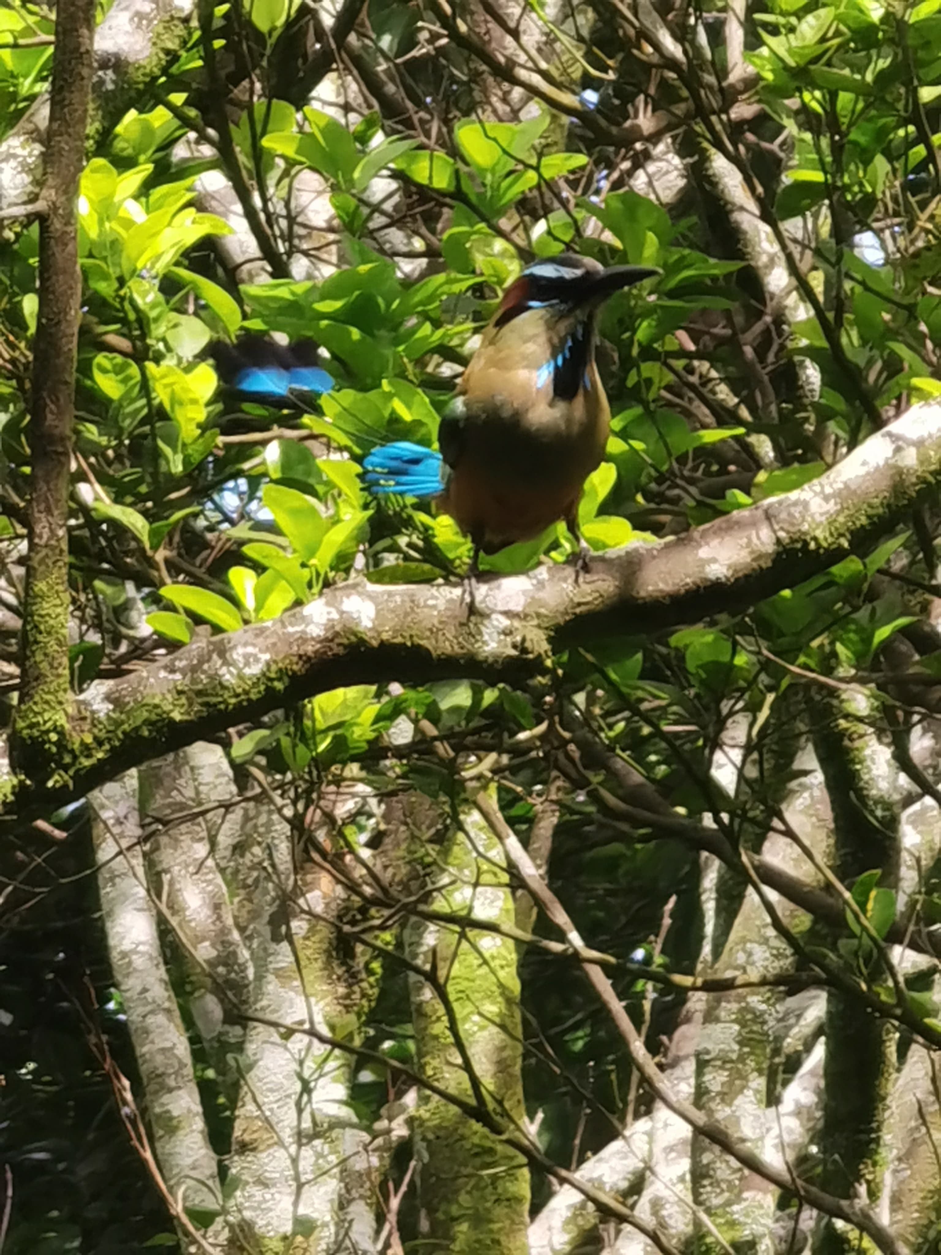Birdwatching expedition vehicle